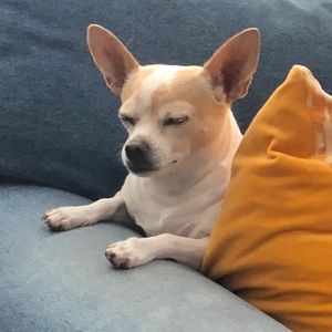 Meet your Posher, Lena